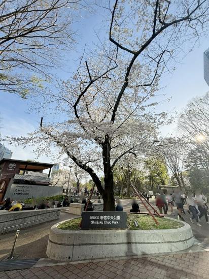 ザ・パークハウス西新宿タワー60-33-公園