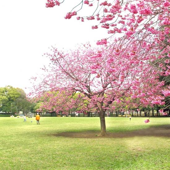 クレストフォルム横浜片倉町-40-公園