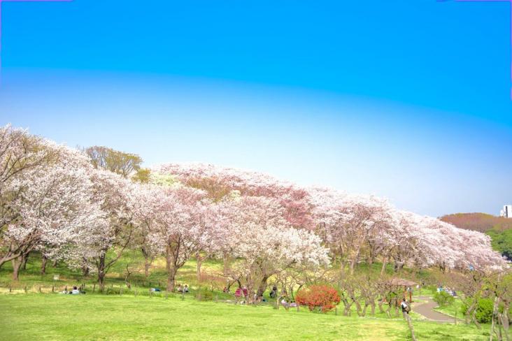 プレシス横濱山手パークフロント-55-公園