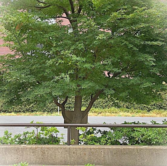 横濱紅葉坂レジデンス　参番館-33-共有部分