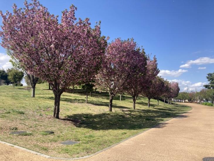 リビオ東伏見公園-45-公園