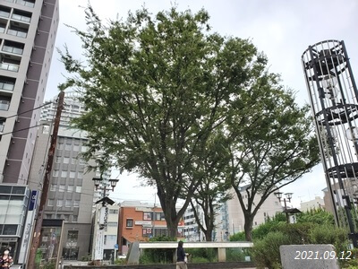 板橋駅西口 交通広場 けやき