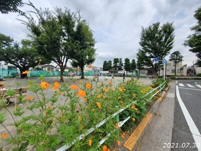 コスモスが咲く板橋大山公園