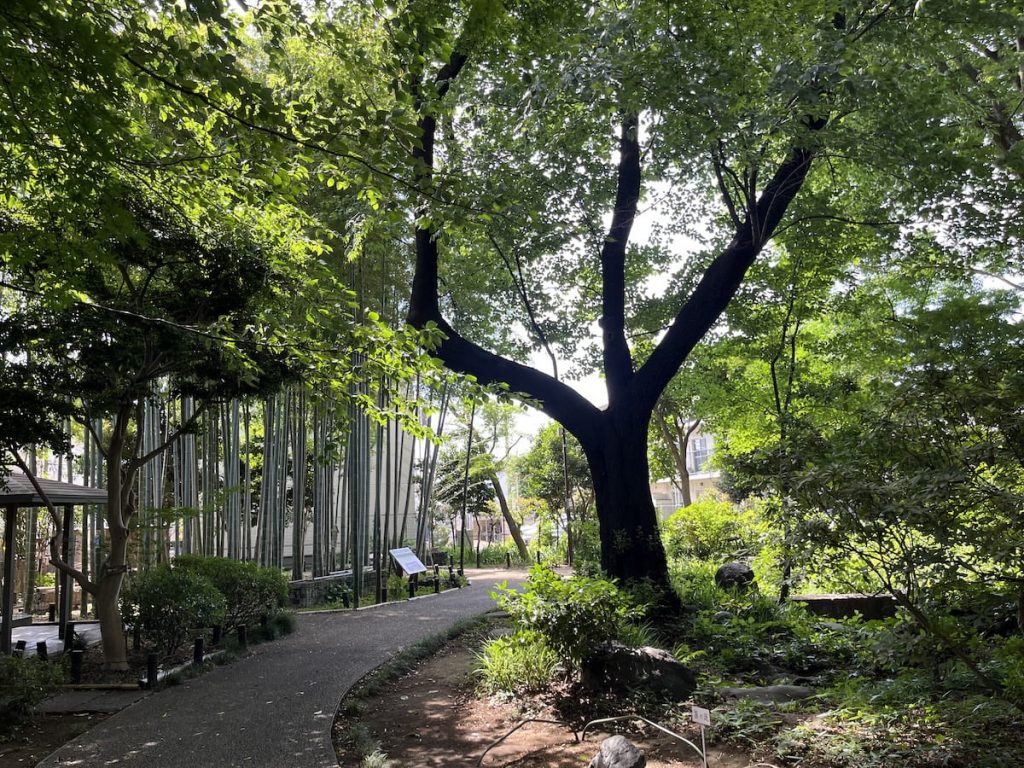 緑が生い茂る緑地