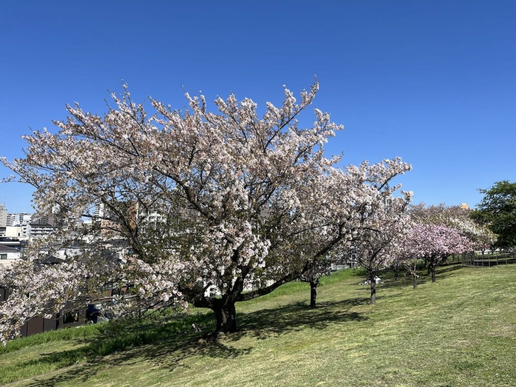桜
