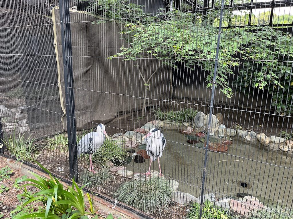アオサギ