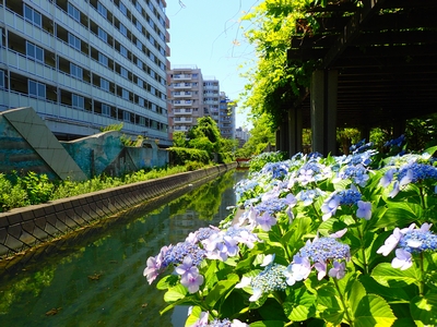 江東区 オススメの公園をピックアップ 家族 子供連れ 友人と お花見 散歩などに 街紹介 オークラヤコラム マンション売却 購入 住み替え 賃貸ならオークラヤ住宅