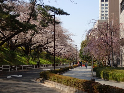 四ツ谷でお花見！桜の開花状況は？