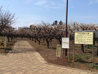 住宅街にあるお花見スポット　～うめのき憩いの森～